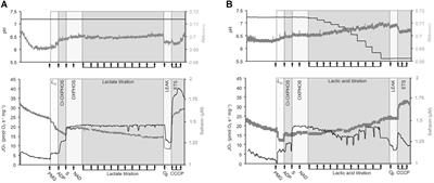 Acidosis Maintains the Function of Brain Mitochondria in Hypoxia-Tolerant Triplefin Fish: A Strategy to Survive Acute Hypoxic Exposure?